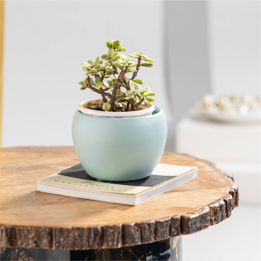 Zed Plant with Plant Stand | Indoor Plant for Home Décor |  Rounded Coin-like Leaves | Brings prosperity, happiness, and money | Dark Green Color