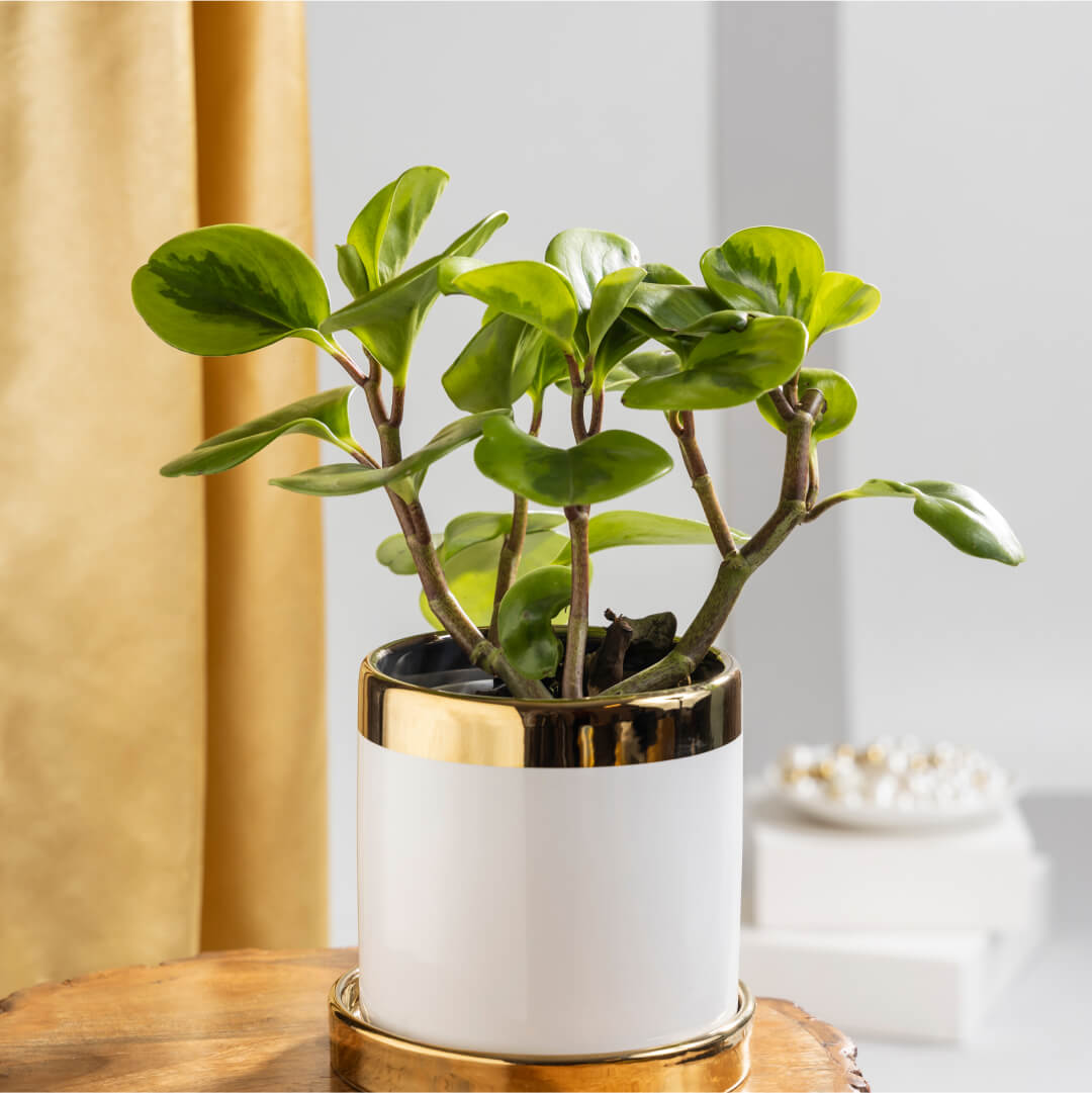 Peperomia Obtusifolia Baby Rubber with Plant Stand