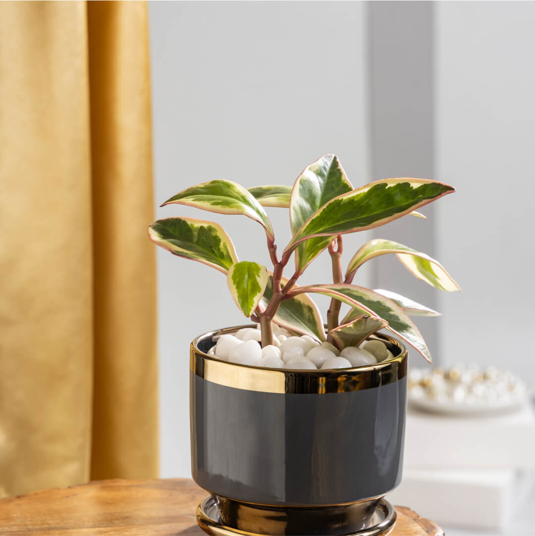 Peperomia Clusiifolia Tricolour with Plant Stand