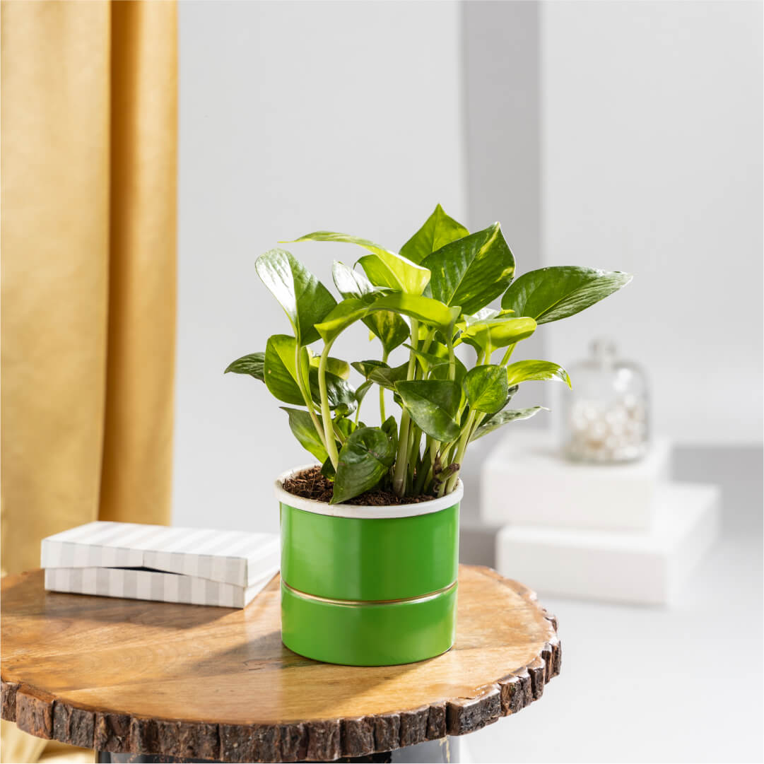 Money Plant Gold with Plant Stand