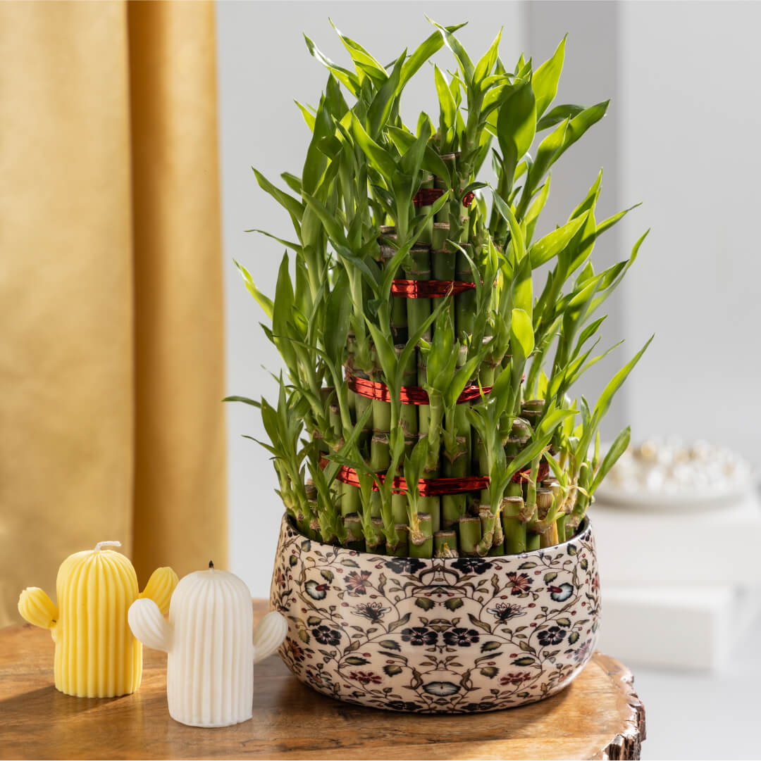 Lucky Bamboo 5 Layer Plant With Floral Printed Metal Plant Pot