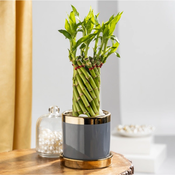 Spiral Lucky Bamboo with Plant Stand