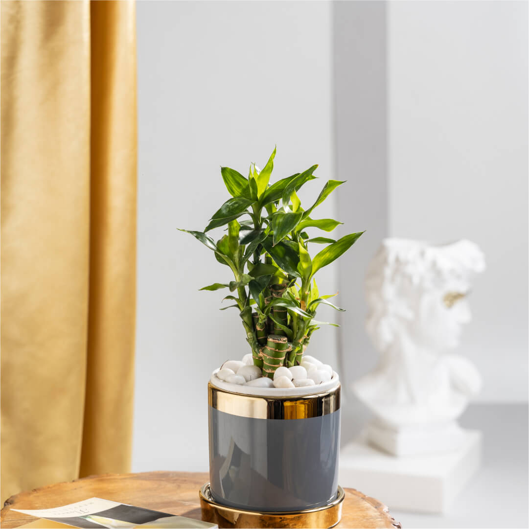 Lucky Bamboo with Plant Stand