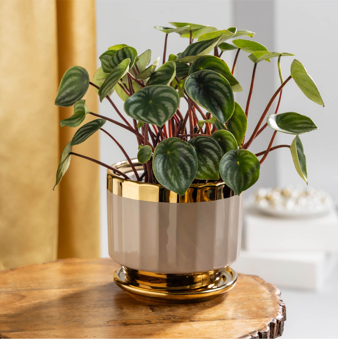 Peperomia Water Melon with Plant Stand