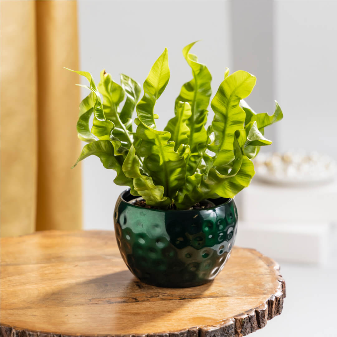 Asplenium Crispy Wave with Plant Stand | Zero Maintenance Indoor Plant for Home Décor |   Removes Toxins | Yellowish-Green Color with Wavy Texture