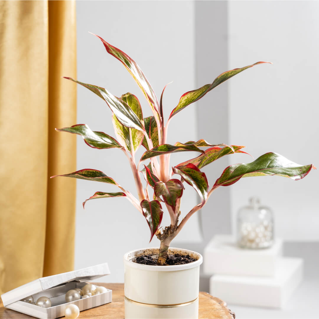 Aglaonema Lipstick with Plant Stand