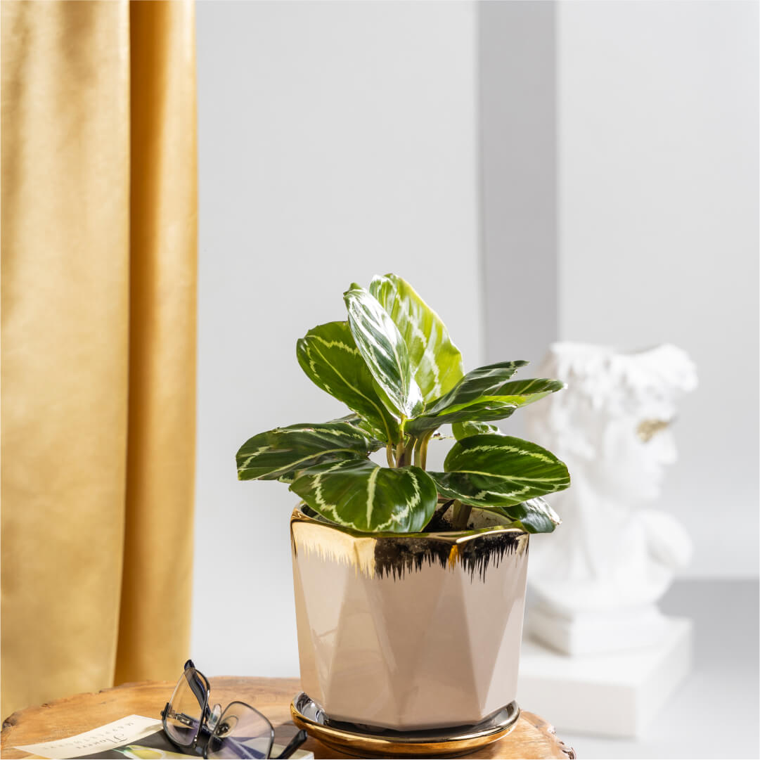 Calathea Green Lipstick with Plant Stand