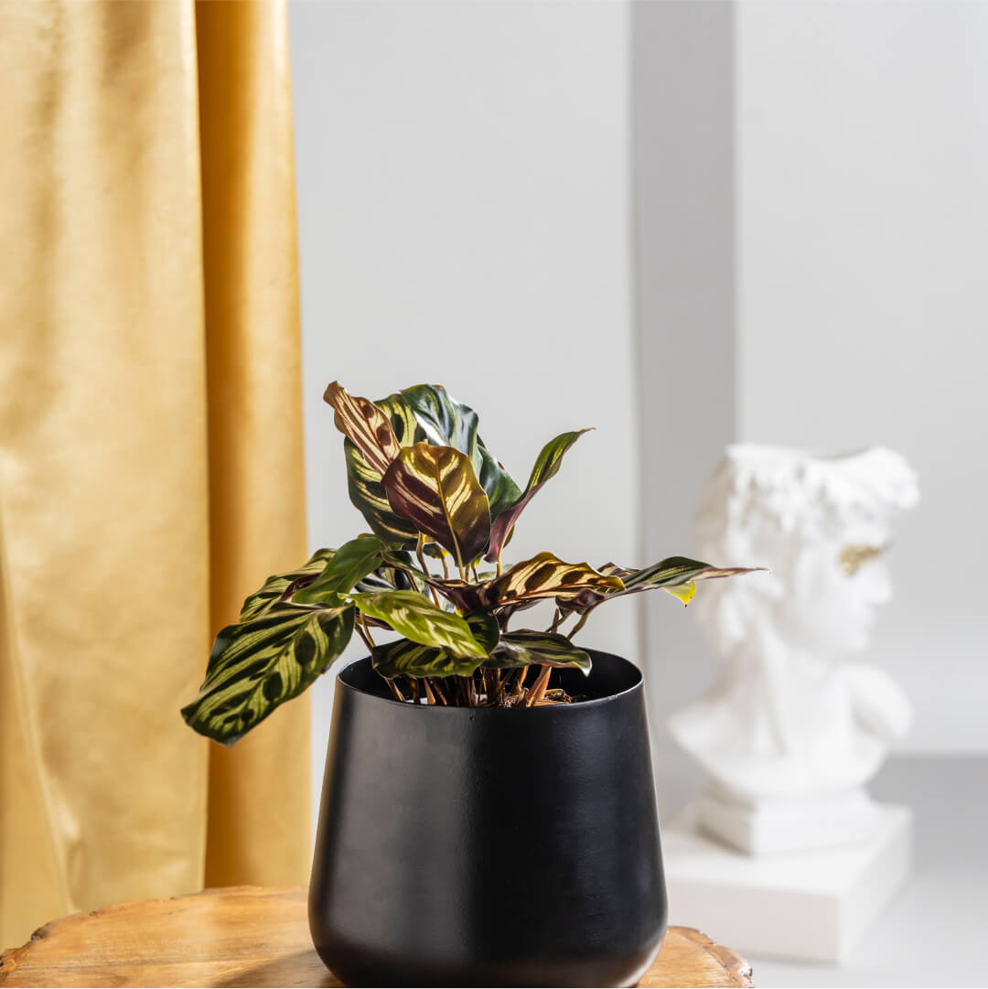 Calathea Makoyana With Black Metal Planter