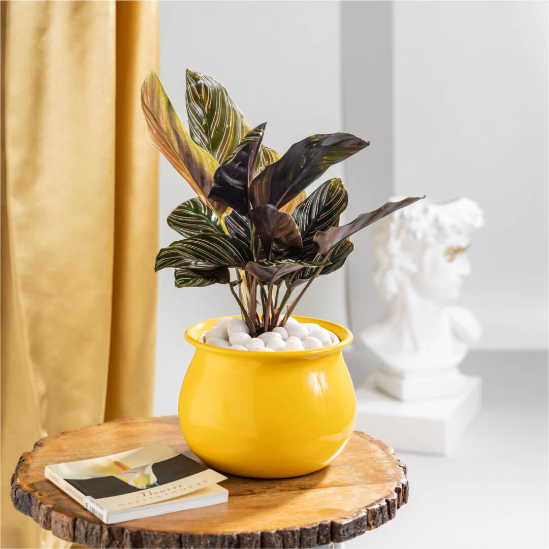 Calathea Ornata with Yellow Metal Plant