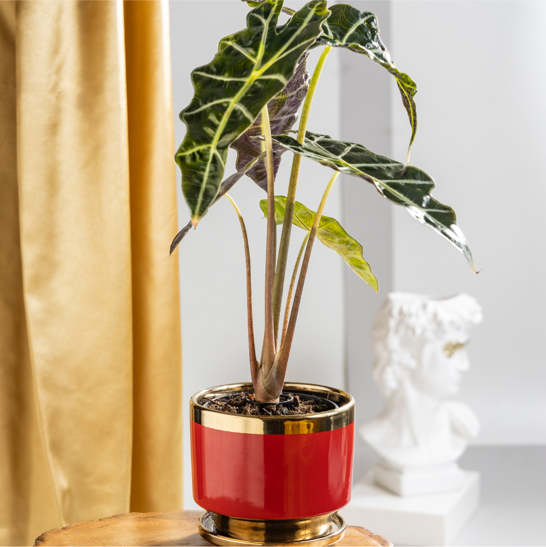 Alocasia Polly with Plant Stand