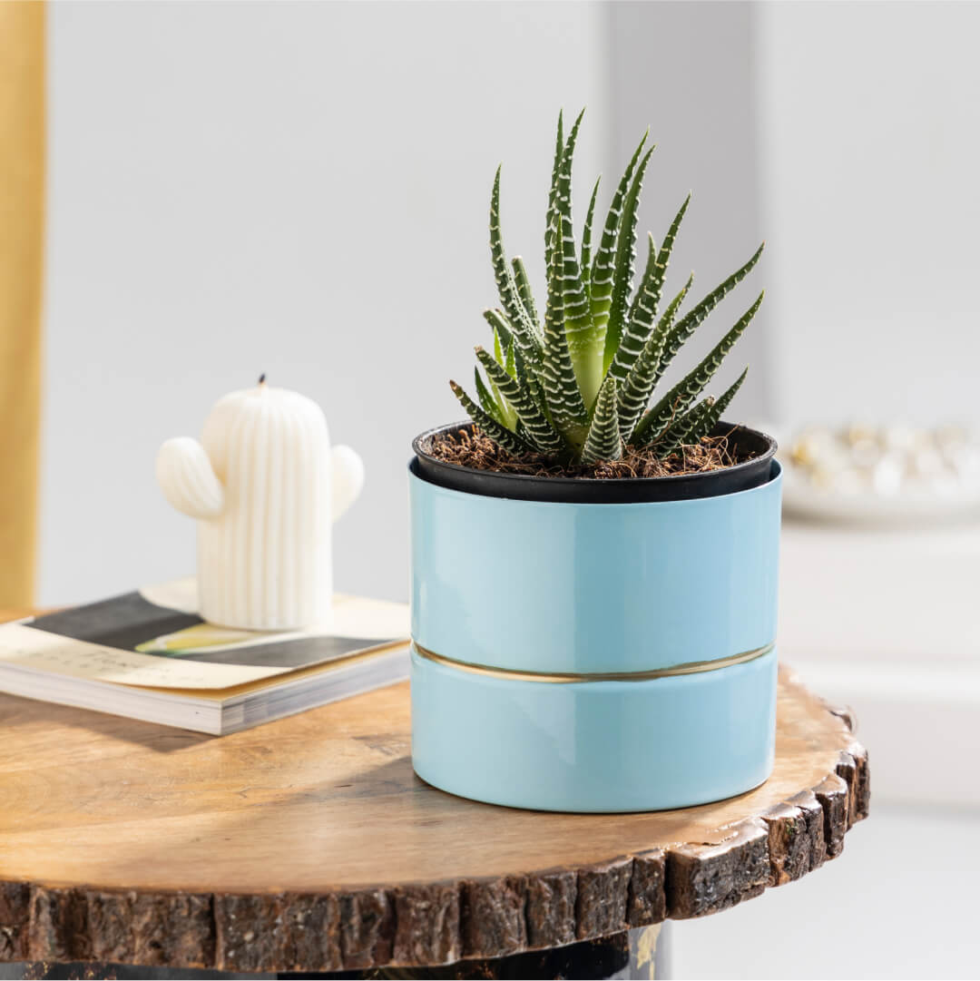 Haworthia Plant with Plant Stand | Indoor Plant for Home Décor | Unique Color and Textured Patterns | Reduces Stress, Quickens Healing Process