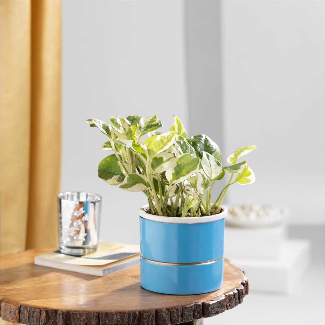 Scindapsus Money Plant with Plant Stand