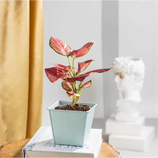 Aglaonema Diamond Red with Powder Blue Metal Pot