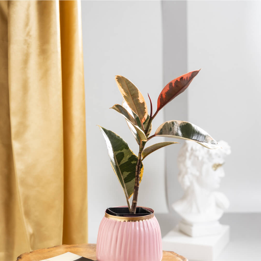 Rubber Variegated With Pink Metal Planter